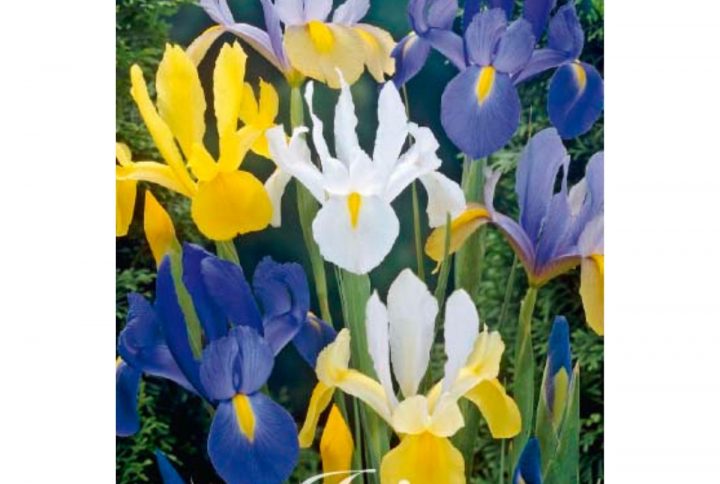 Holländsk iris blomsterlökar i blandade färger.