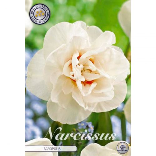 Narciss Double Acropolis blomsterlök med fyllda vita blommor.