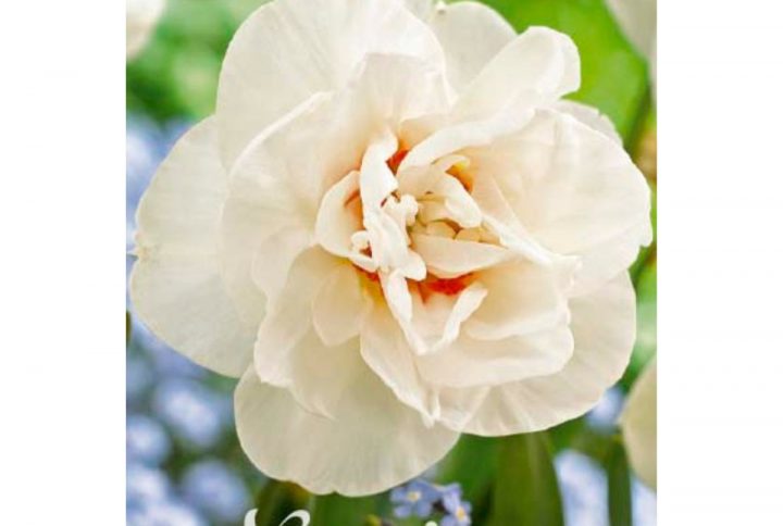 Narciss Double Acropolis blomsterlök med fyllda vita blommor.