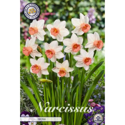 Narciss Cyclamineus Iwona blomsterlök med ljusgula blommor.