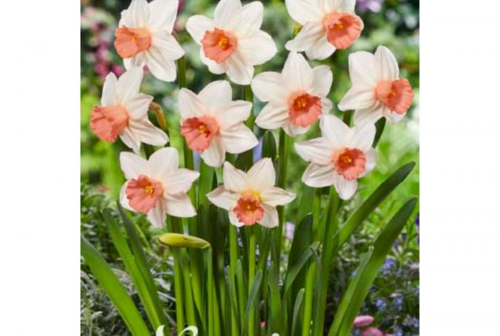 Narciss Cyclamineus Iwona blomsterlök med ljusgula blommor.