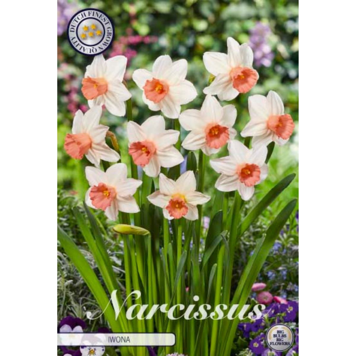 narcissus_iwona