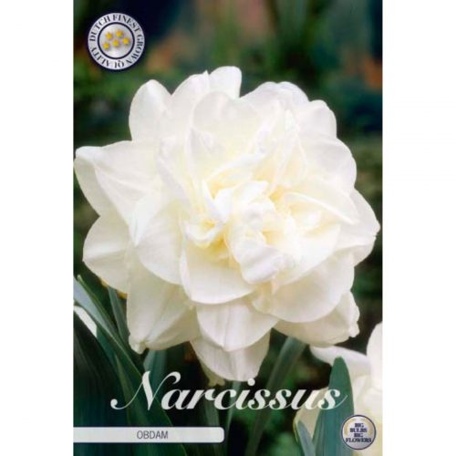 Narciss Double Obdam blomsterlök med fyllda vita blommor.