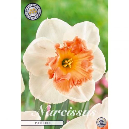 Narciss Precocious blomsterlök med vita blommor och rosa krona.