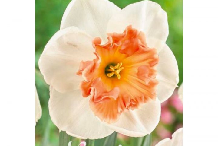 Narciss Precocious blomsterlök med vita blommor och rosa krona.