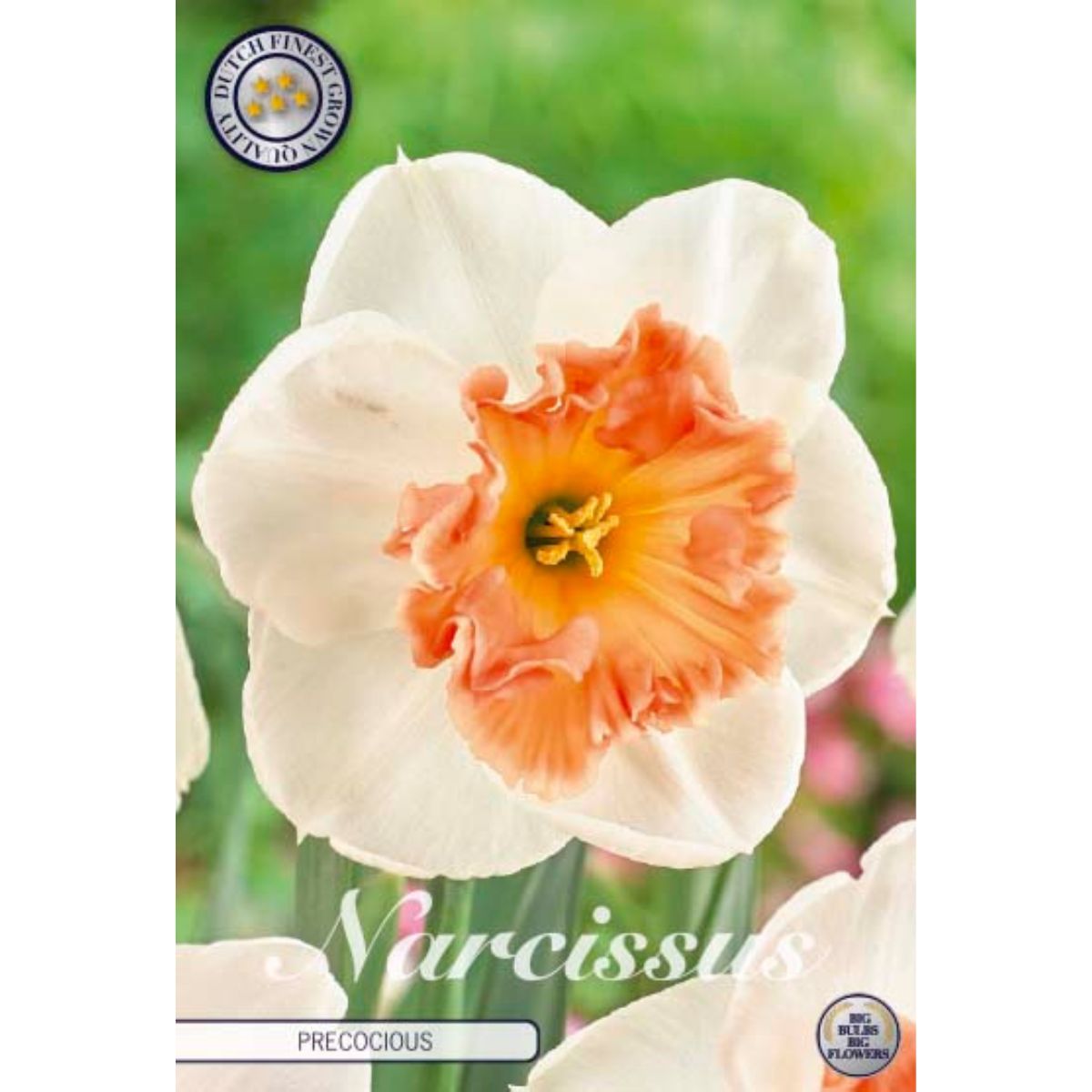 narcissus_precocious