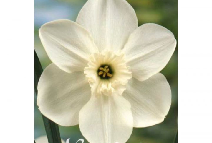 Princess Zaide narciss blomsterlök med vita blommor.