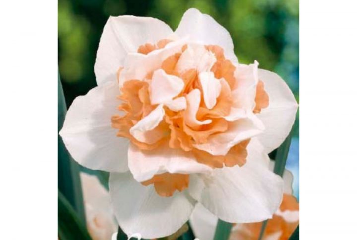Narciss Double Replete blomsterlök med vita och aprikosrosa blommor.