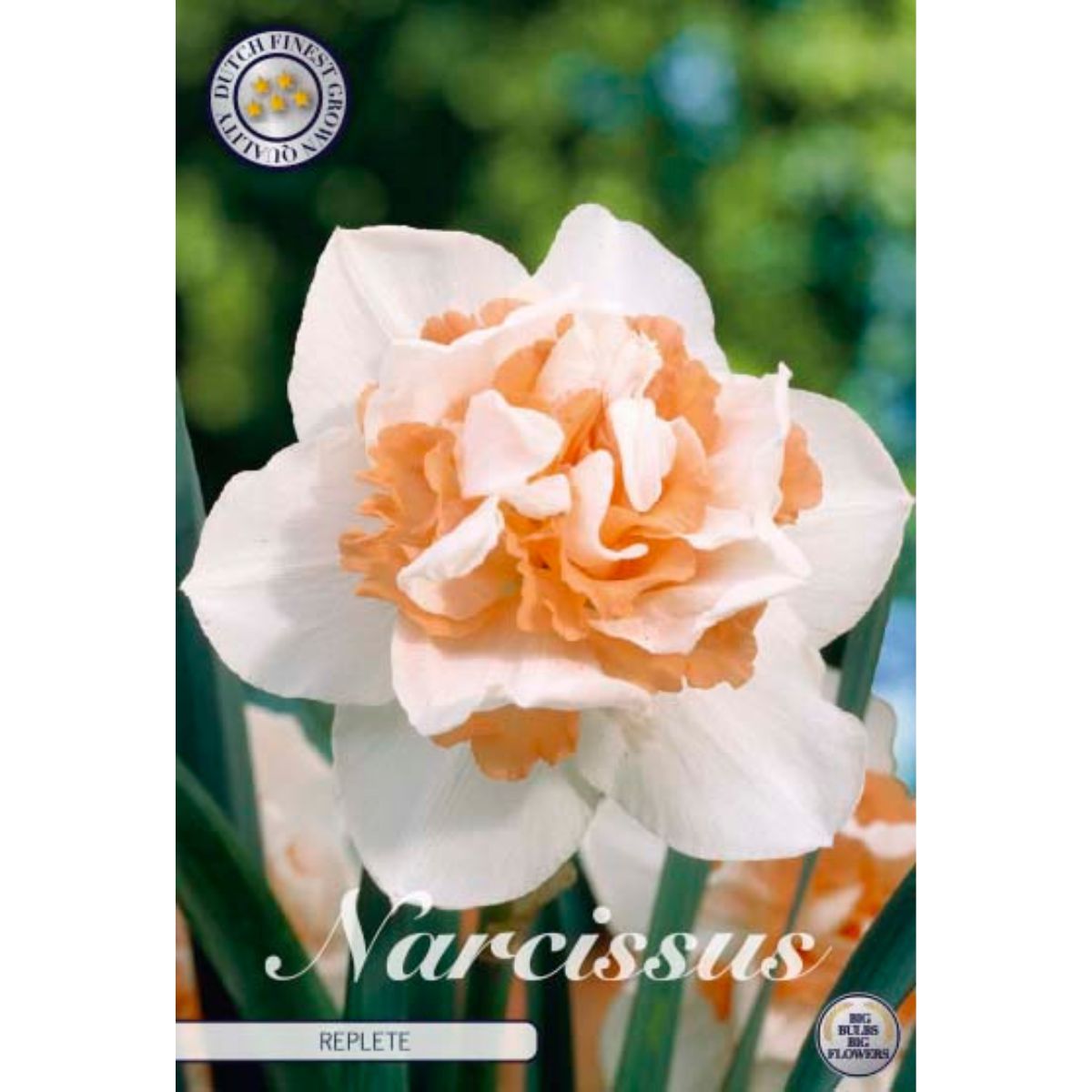 narcissus_replete