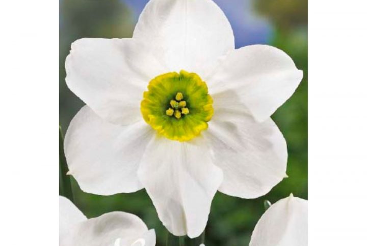 Narciss Botanical Sinopel blomsterlök med vita och gröna blommor.
