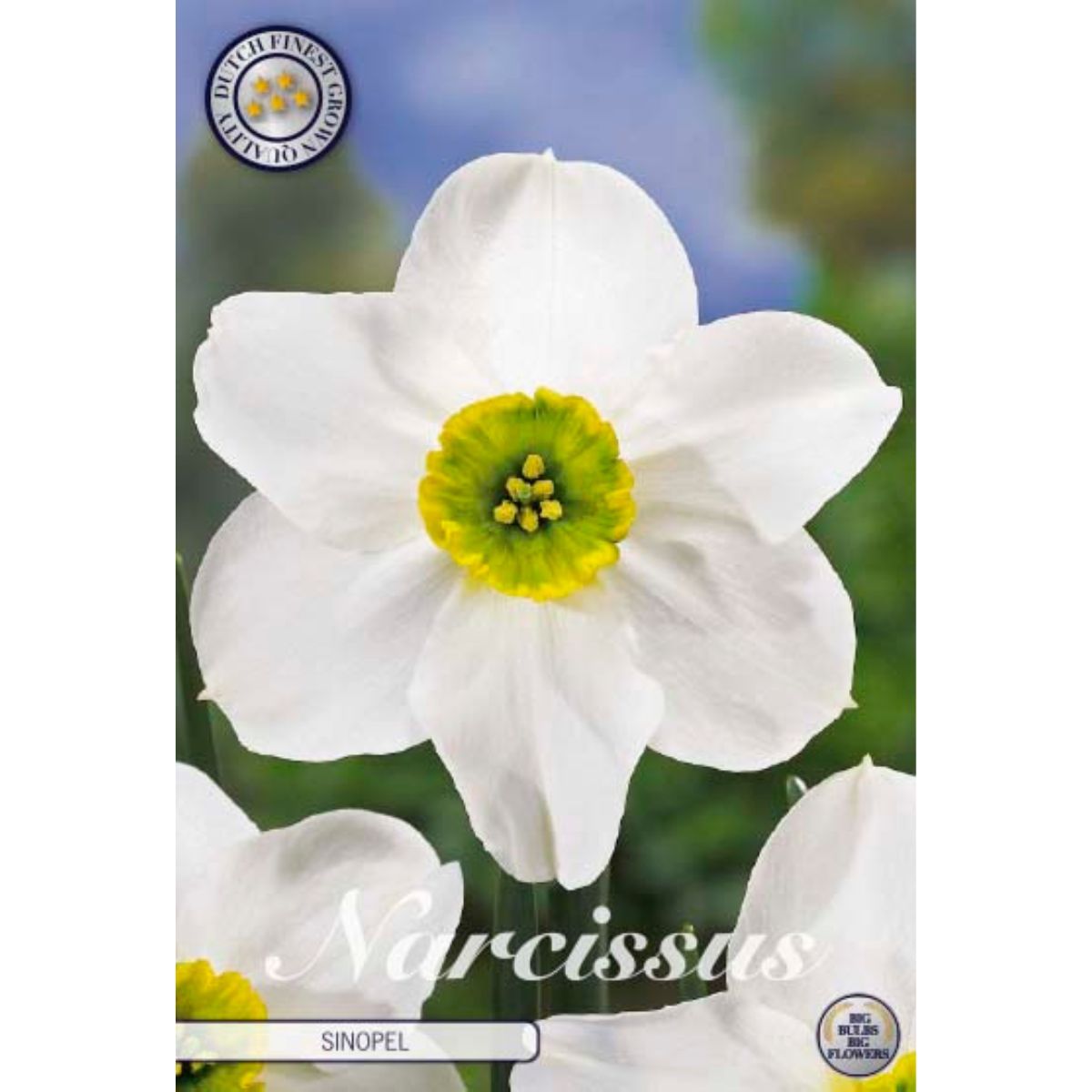 narcissus_sinopel