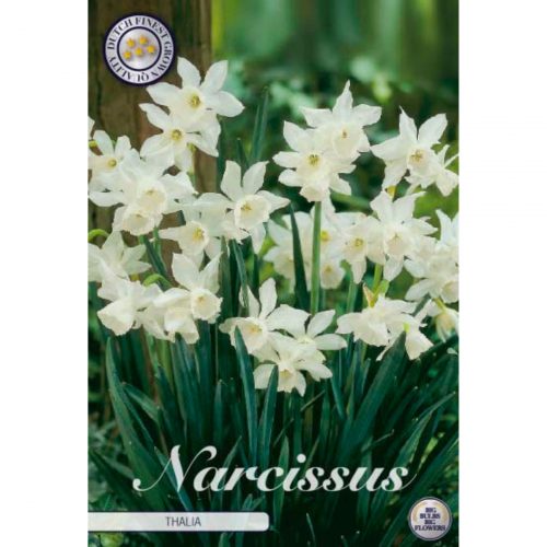 Thalia narciss blomsterlök med vita blommor.