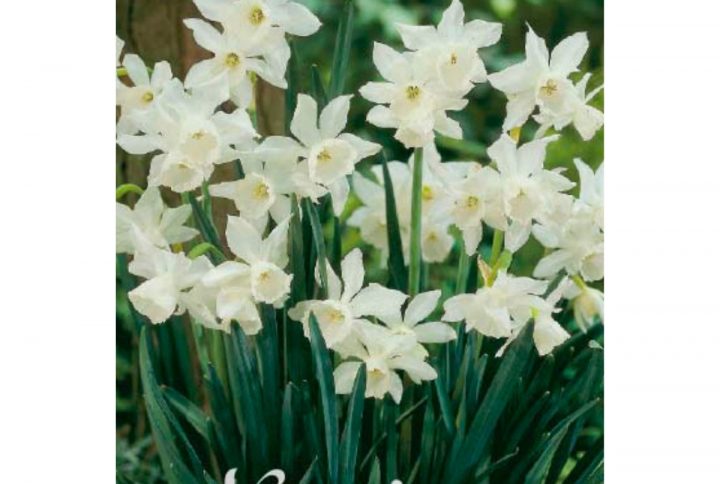 Thalia narciss blomsterlök med vita blommor.