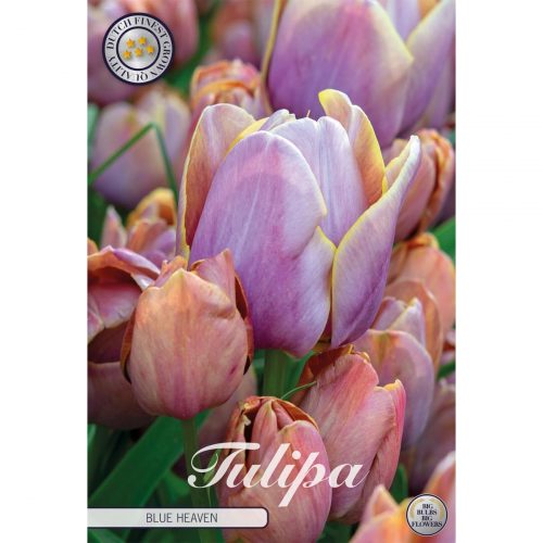 Multiflora-tulpan Blue Heaven med lila blommor.