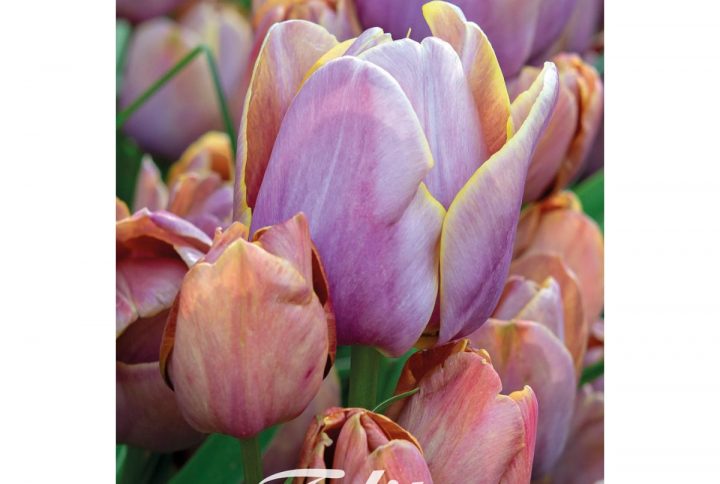 Multiflora-tulpan Blue Heaven med lila blommor.